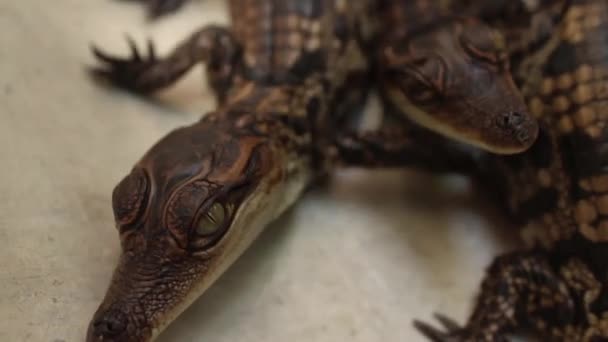 Baby-Krokodile - verschiedene Ecus von Baby-Krokodilköpfen — Stockvideo