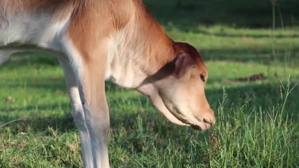 MS Baby Asian Cow Grazing — Stock Video