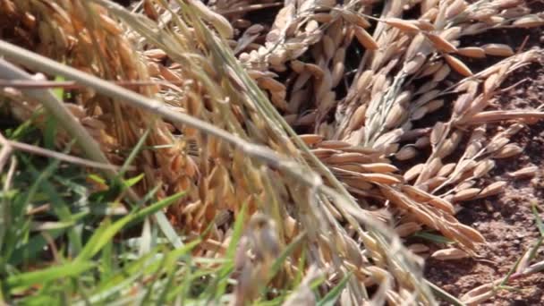 AGRICULTURA: ECU sartén lenta entre los tallos de arroz seco cosechados y los granos de arroz — Vídeos de Stock