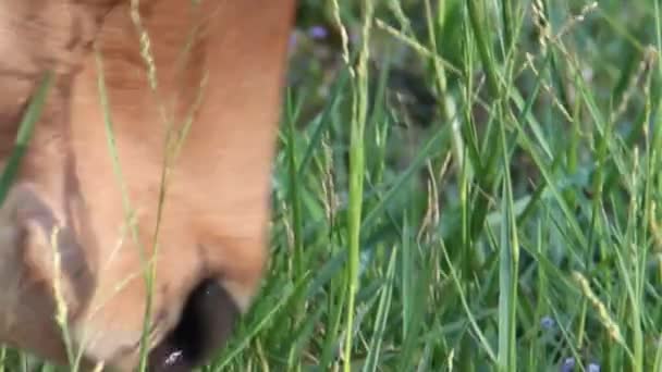 CU de vache mangeant de l'herbe - bouche et langue 