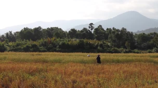 Γεωργία: Ws ρύζι πεδίο εργαζομένων στον τομέα με φόντο βουνό — Αρχείο Βίντεο