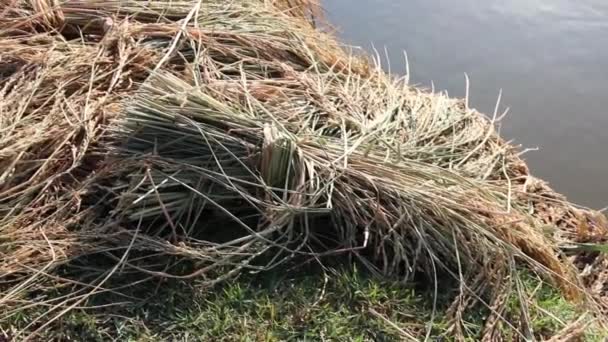 AGRICULTURE : CU casserole et incliner le long des faisceaux de riz récoltés à sec à côté de l'étang — Video