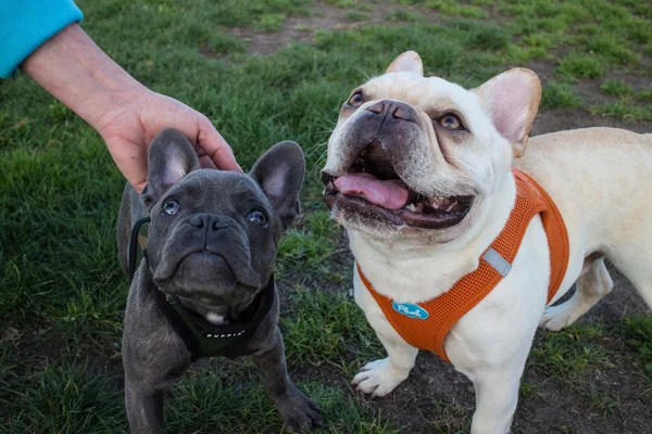 Dois jovens Bulldogs franceses, um cinza, um branco, pausa em um cão r — Fotografia de Stock