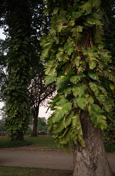 Велике дерево у парку в Азії в сутінках — стокове фото