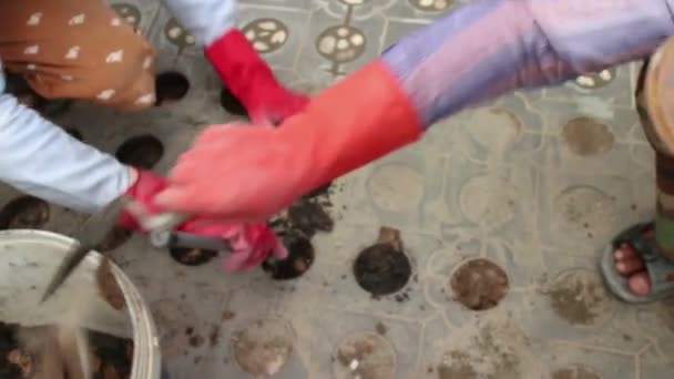 Medium overhead shot of workers in Asia digging holes with a small shovel — Stock Video