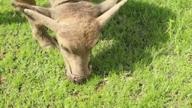 Genç Waterbuffalo ot Asya'da Chomping orta Cu
