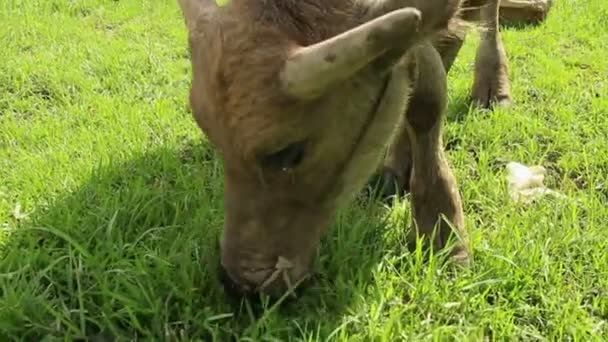 Cu van jonge Waterbuffalo kauwen gras in Azië — Stockvideo