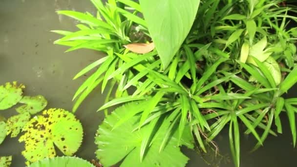 Overhead view of lily pads and vegetation in Asian pondin Asia — Stock Video