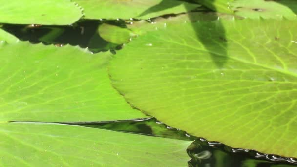 Vista de cerca de ángulo bajo de almohadillas de lirio superpuestas en un estanque en Asia — Vídeos de Stock