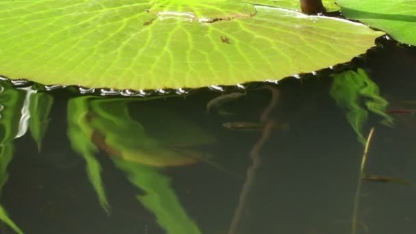 Livello dell'acqua CU vista di laghetto giglio con pesciolini in Asia — Video Stock