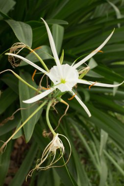 Beyaz Asyalı çiçek yapraklı arka plan, havai görünümü ile kadar yakın orta
