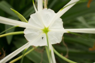 Beyaz Asian çiçek yapraklı arka plan ile kapatmak