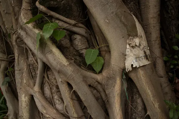 Таємничі азіатські коріння дерева детально горизонтальні — стокове фото