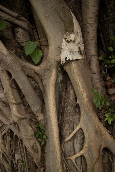 Таємничі азіатські коріння дерева детальні вертикальні — стокове фото