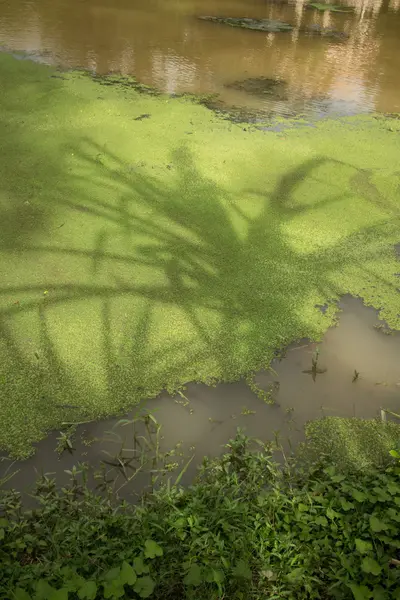 Ombre de palmier sur les algues et l'eau brune en Asie — Photo