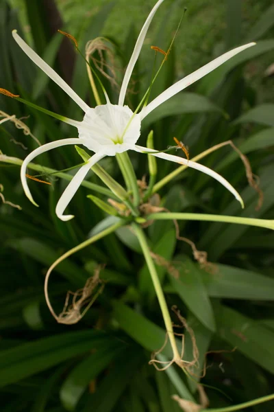 Azjatycki kwiat biały z zielonym tłem, Przekrój pionowy z bliska — Zdjęcie stockowe