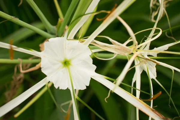 Közepes fehér ázsiai virág leveles háttérrel, horizontális képet közelről — Stock Fotó