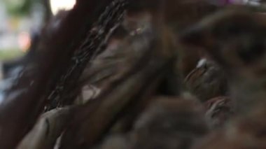 Belirsiz arka plan eylem ile Asya, bir kafeste ECU şanslı kuşlar