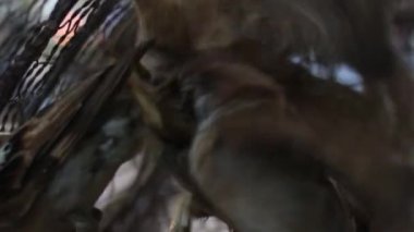 SideView Cu bir kafes içinde Asya birçok küçük kuşlar