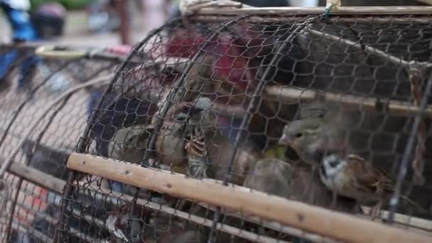 Vue oblique moyenne des oiseaux chanceux captifs dans une cage en Asie — Video