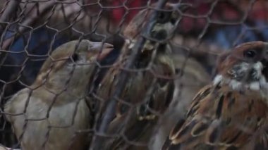 Asya'da bir kafeste gördüm Mcu kuşlar