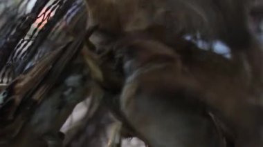 SideView Cu bir kafes içinde Asya birçok küçük kuşlar