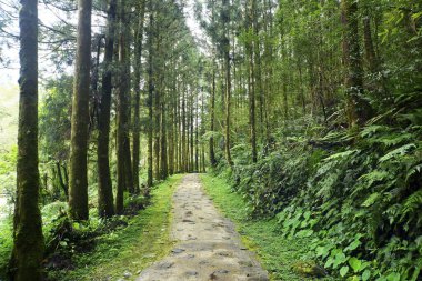 Yilan Tayvan 'daki orman bölgesi.