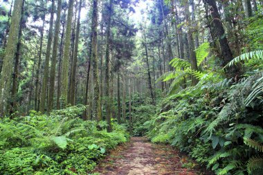 Xinzhu Tayvan 'daki Wufeng Dağı' ndaki köknar ormanı.