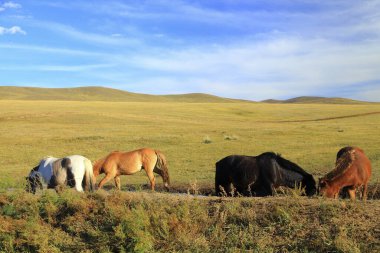 Moğolistan 'daki dağ manzarası
