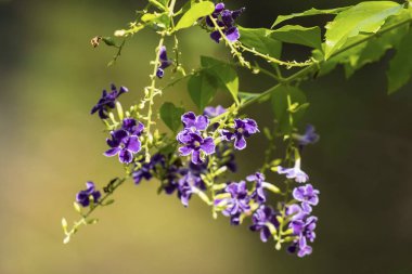 Golden Dew Çiçeği, yaklaş. 