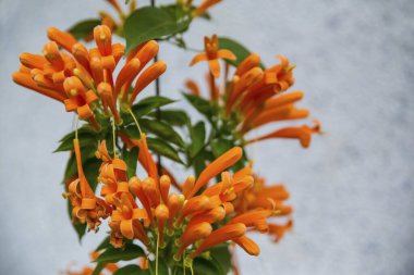 Top sopası çiçekleri, yaklaşın. 