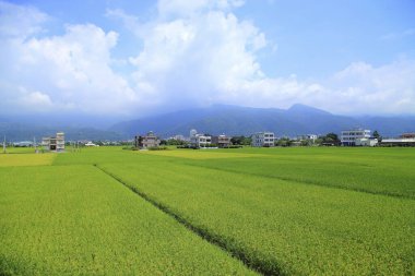 Jiaoxi kasabası pirinç tarlaları