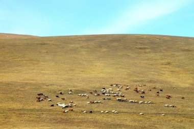 Moğolistan 'daki dağ manzarası