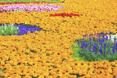 Tayvan 'da çiçekler