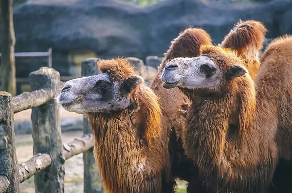 Бактрийские Верблюды Закройте — стоковое фото