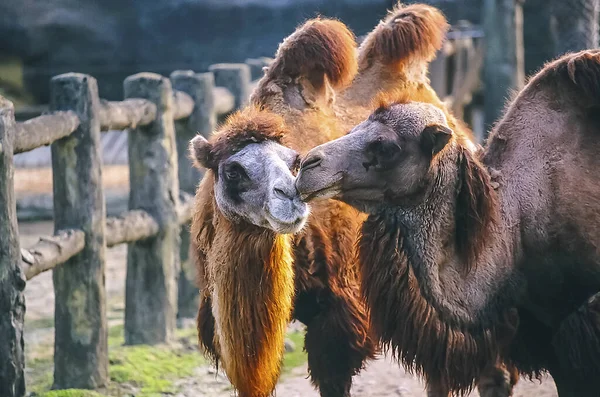 Baktrisches Kamel Aus Nächster Nähe — Stockfoto