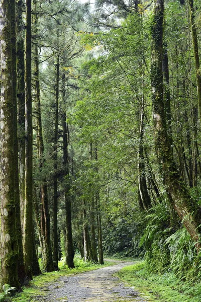Yilan Tayvan Daki Orman Bölgesi — Stok fotoğraf