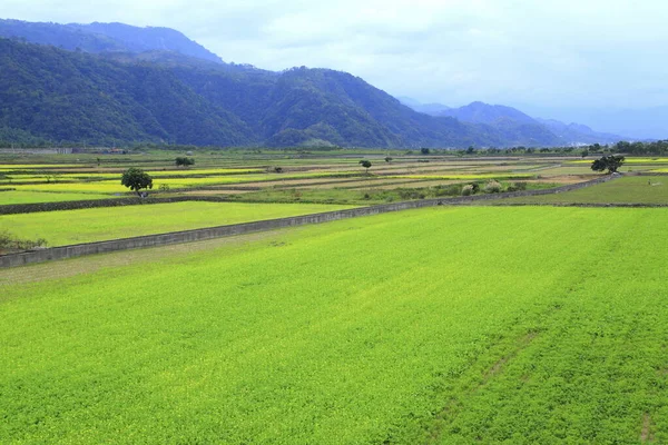 Hualien Yuli Rape Flower Garden — Stock Photo, Image