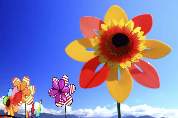 Квіти Полі Тайчжун Тайвань — стокове фото