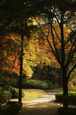 Tayvan 'daki sonbahar parkı