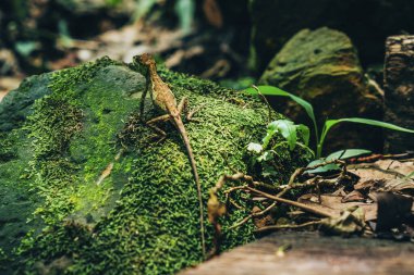 Yaprağın üzerinde yeşil renkli kertenkele 