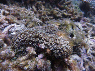 Su altındaki yosunları kapatın.