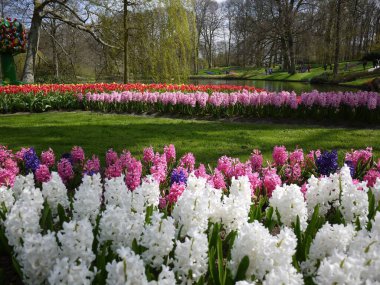 Keukenhof bahçesinde çiçekler