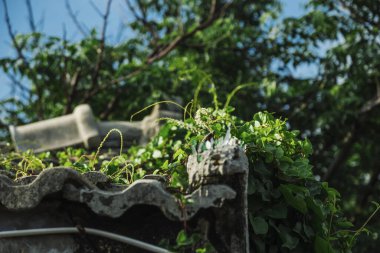 Yeşil yapraklara yakın çekim