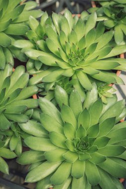 Yeşil yapraklara yakın çekim