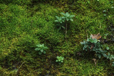 Tayvan 'da yeşil ağaçlar