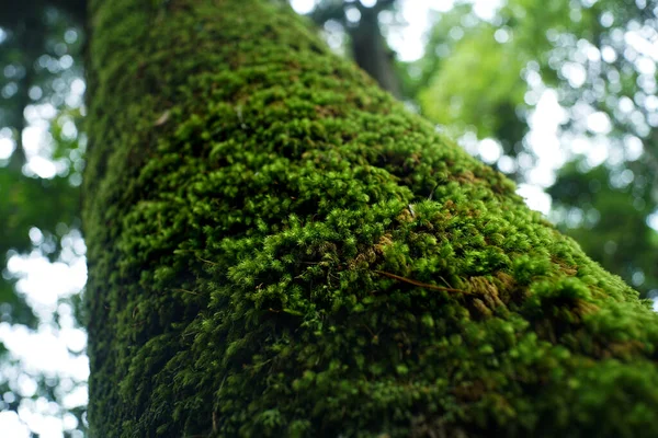 Close Árvore Floresta — Fotografia de Stock