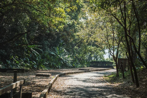 stock image green trees in Taiwan