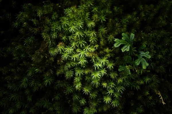 台湾的绿树 — 图库照片