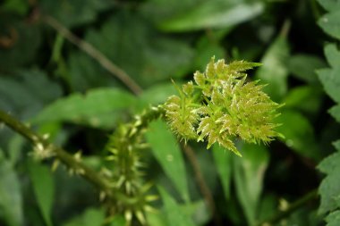 Yeşil yapraklara yakın çekim